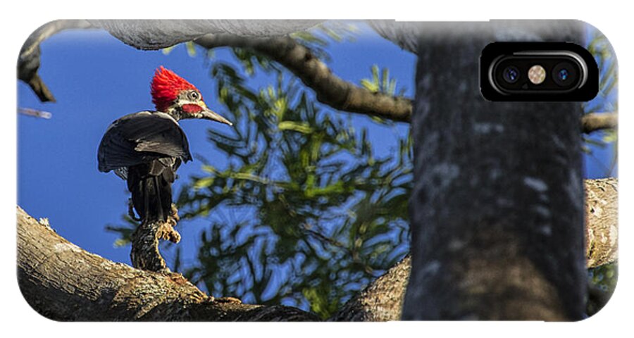 Woodpecker iPhone X Case featuring the photograph Woody Woodpecker by David Gleeson