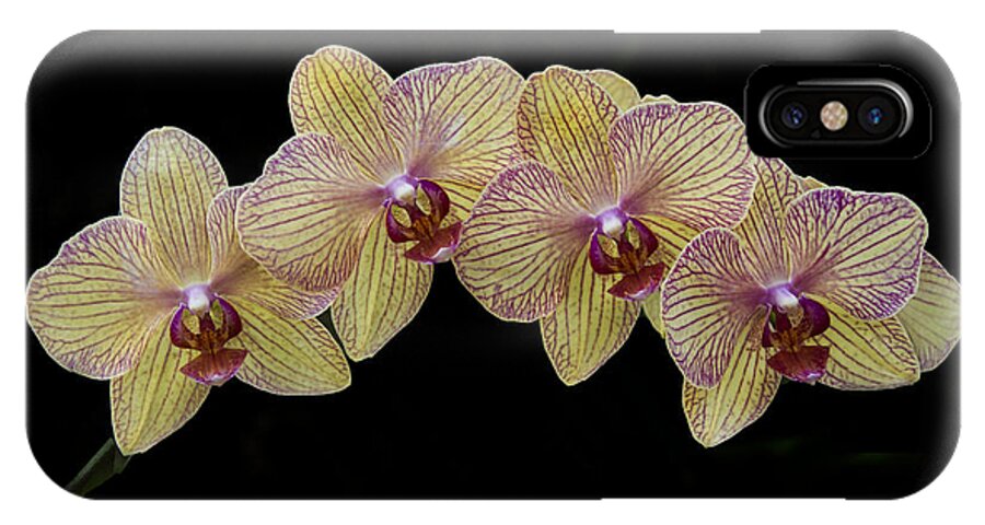 Orchid iPhone X Case featuring the photograph Yellow Phalaenopsis Orchid by Darleen Stry