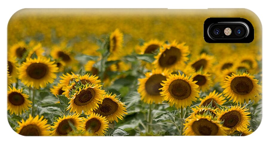 Sunflower iPhone X Case featuring the photograph Yellow by Ronda Kimbrow