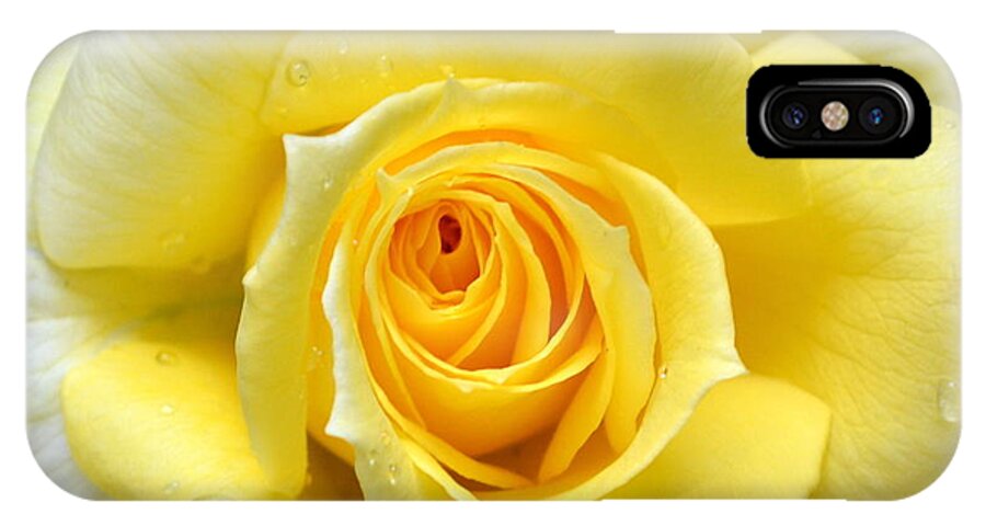 Single iPhone X Case featuring the photograph Yellow Rose l by Michelle Calkins