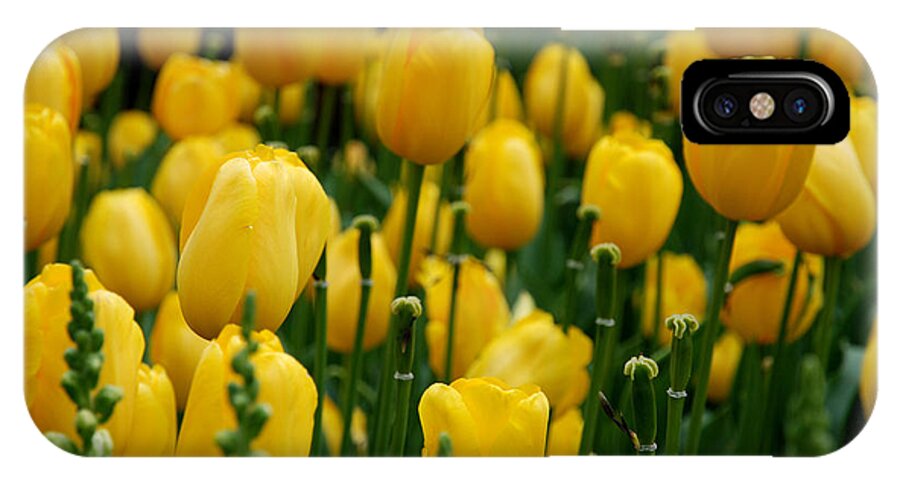 Tulip iPhone X Case featuring the photograph Yellow Tulip Sea by Jennifer Ancker