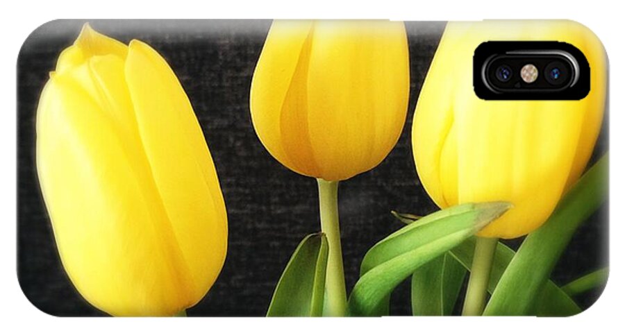 Yellow iPhone X Case featuring the photograph Yellow tulips black background by Matthias Hauser