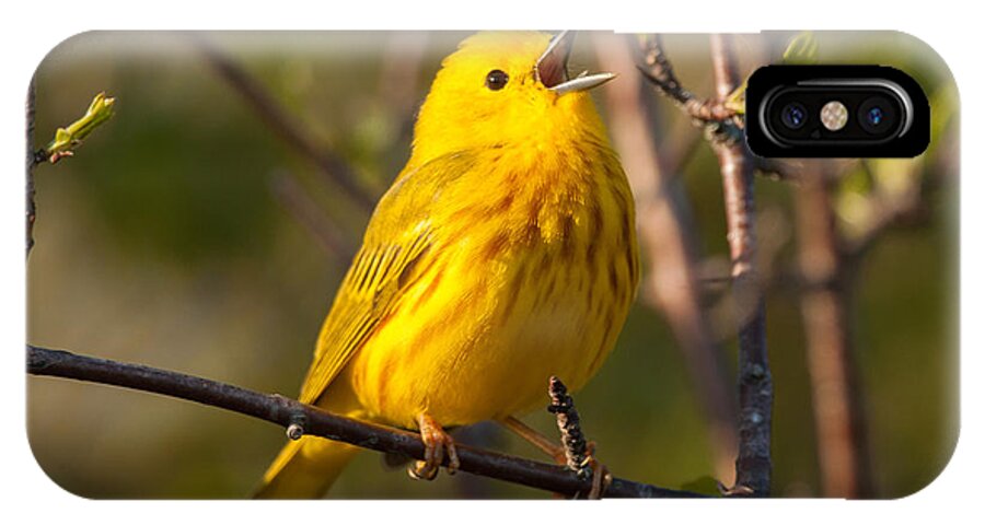 Bird iPhone X Case featuring the photograph Yellow Warbler Singing by Richard Kitchen