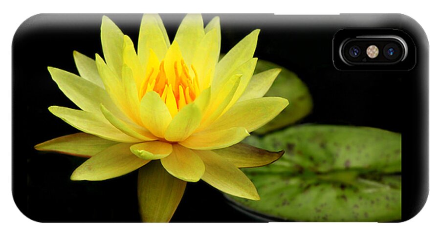 Flower iPhone X Case featuring the photograph Yellow Water Lily by Elizabeth Budd