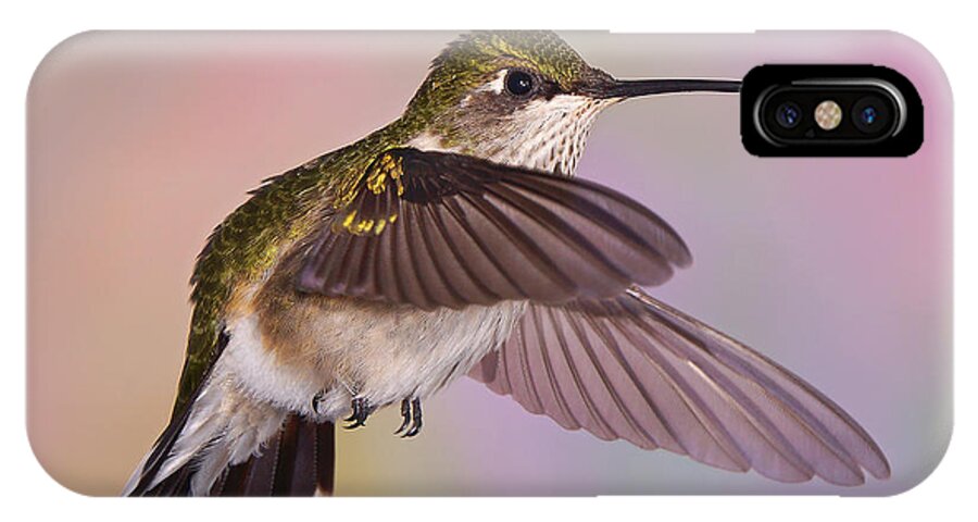 Ruby-throated Hummingbird iPhone X Case featuring the photograph Young and Sassy by Leda Robertson