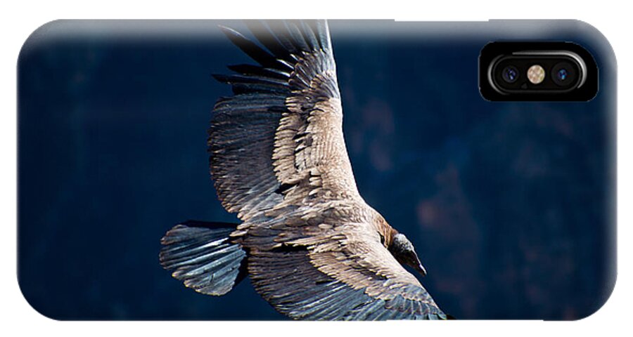 Peru iPhone X Case featuring the photograph Young Andean Condor by Kent Nancollas