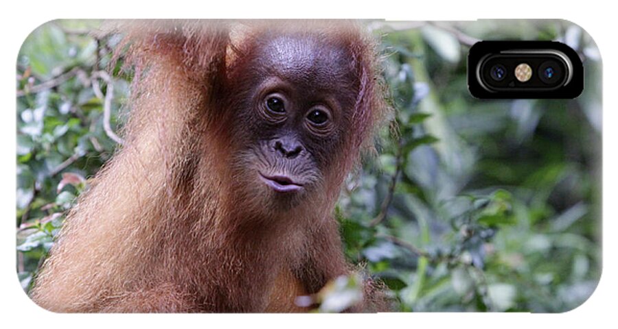 Orangutan iPhone X Case featuring the photograph Young Orangutan Kiss by Shoal Hollingsworth