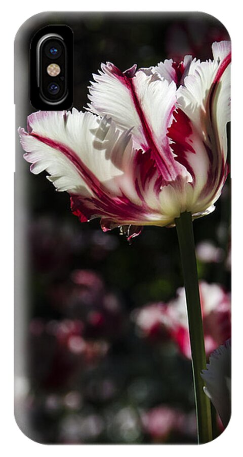 Tulip iPhone X Case featuring the photograph You're The Only One I See by Sandra Parlow