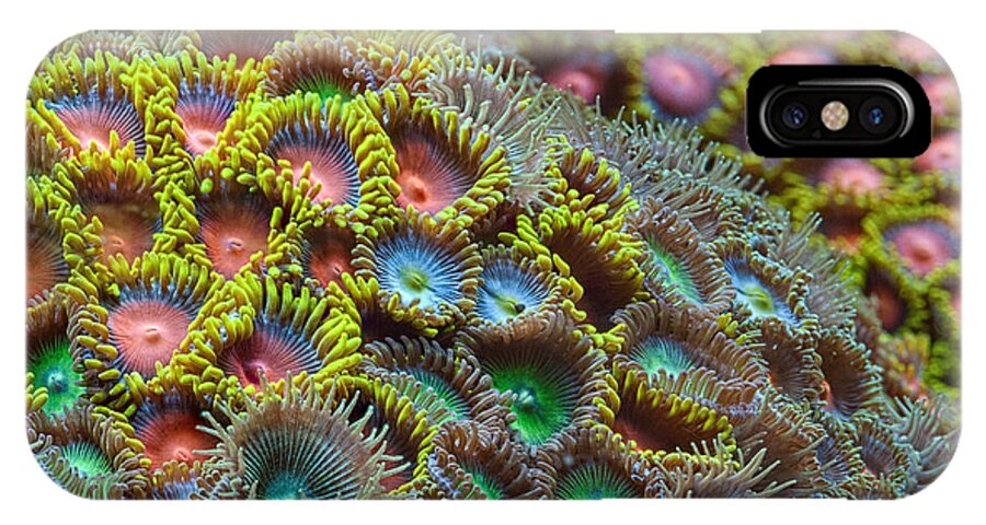Zoanthid iPhone X Case featuring the photograph Zoanthids by Jim Zablotny