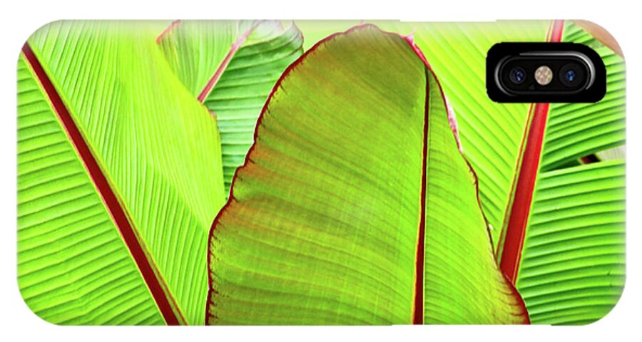 Tropical Plants iPhone X Case featuring the photograph Bird of Paradise #1 by Ann Murphy