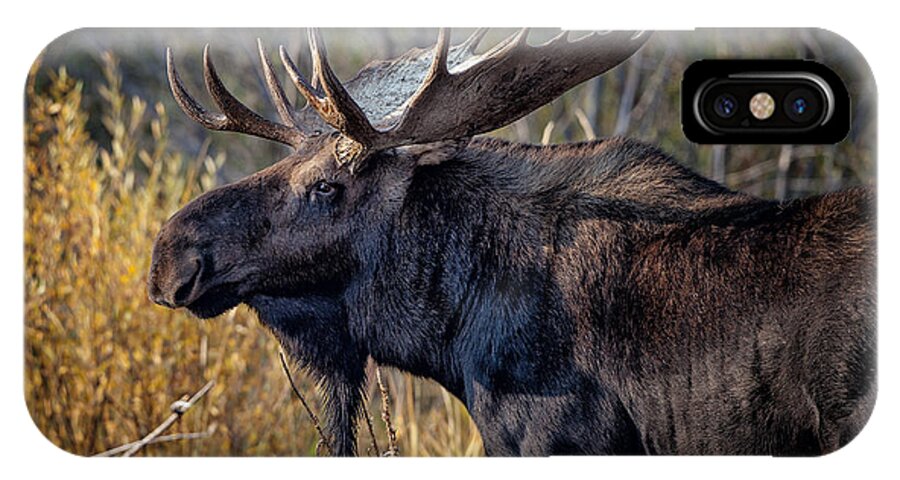 2012 iPhone X Case featuring the photograph Bull Moose #2 by Ronald Lutz