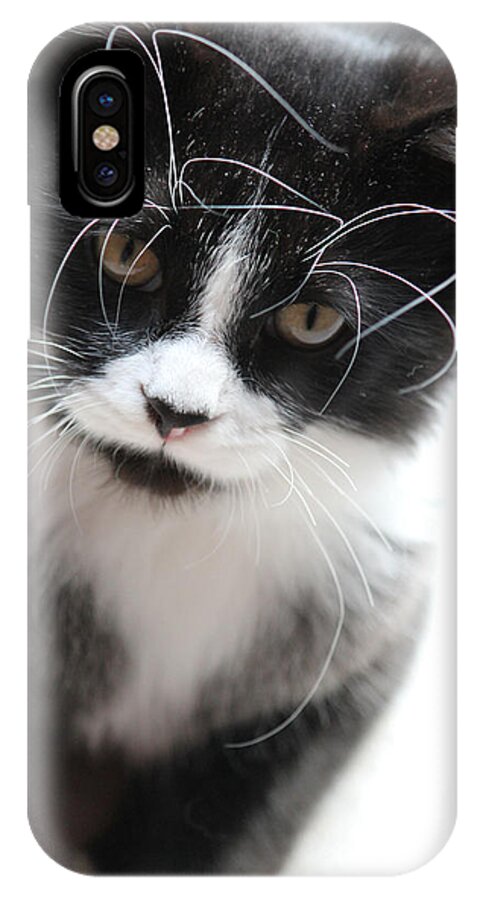 Animals iPhone X Case featuring the photograph Cat in Chaotic Thought #1 by Carrie Godwin