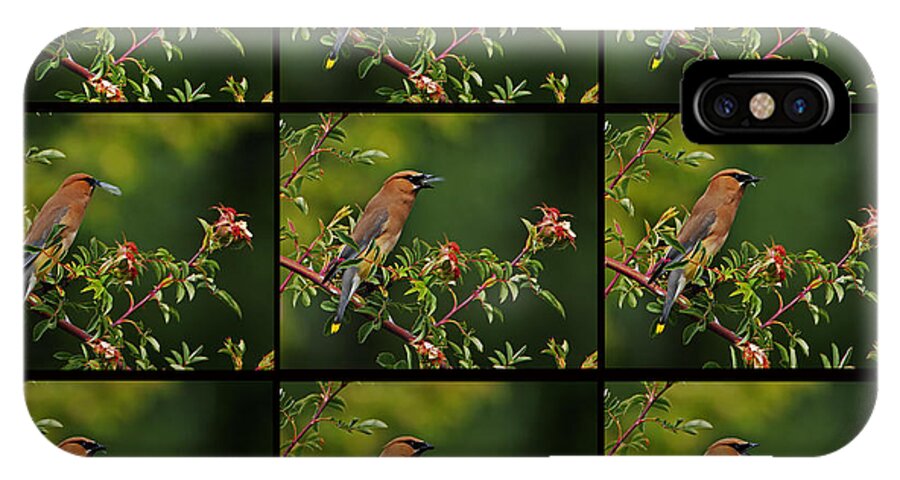 Bird iPhone X Case featuring the photograph Cedar Wax Wing Having Lunch #1 by Jim Boardman