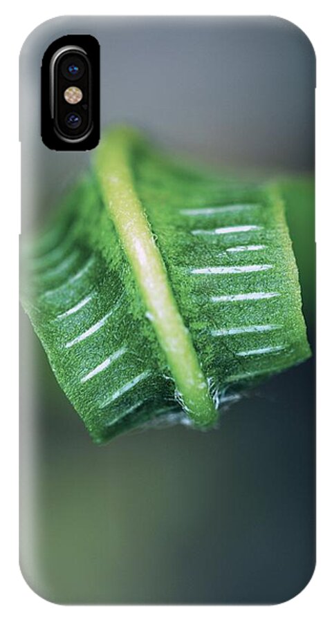 Phyllitis Scolopendrium iPhone X Case featuring the photograph Hart's Tongue Fern Unfurling #1 by Colin Varndell