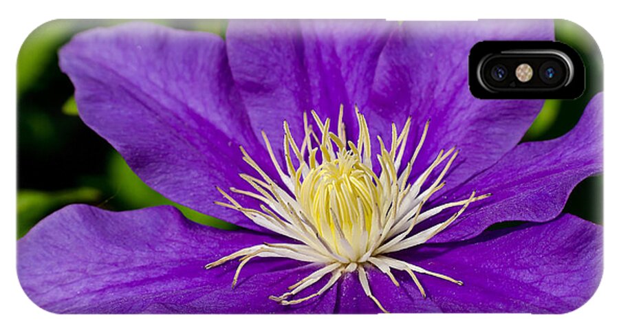Da*55 1.4 iPhone X Case featuring the photograph Purple Clematis Flower #1 by Lori Coleman
