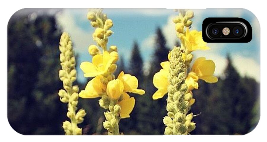 Beautiful iPhone X Case featuring the photograph Yellow Flowers #2 by Luisa Azzolini
