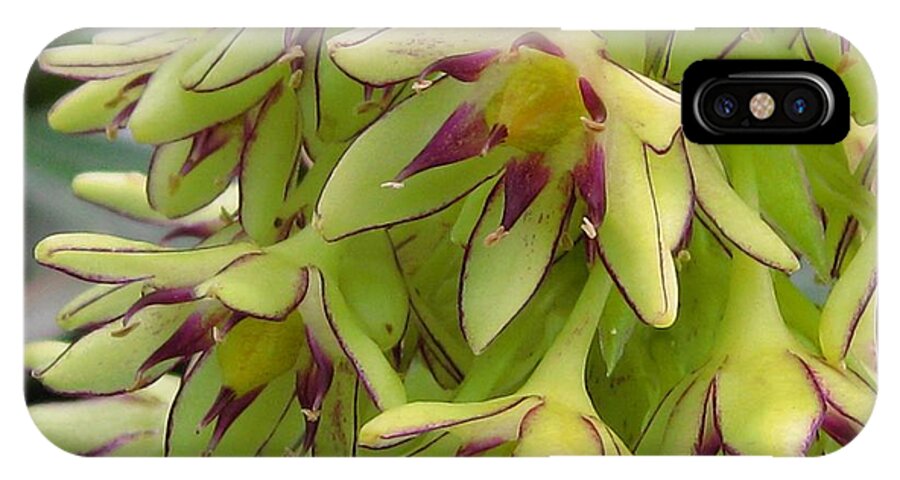 Eucomis iPhone X Case featuring the photograph Eucomis named Bicolor #4 by J McCombie