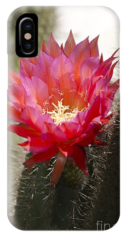 Cactus iPhone X Case featuring the photograph Red cactus flower #6 by Jim And Emily Bush