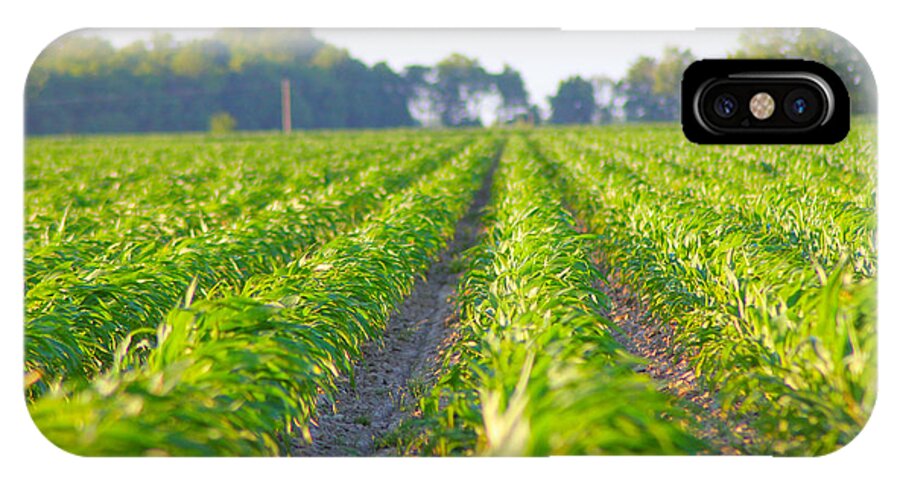 Crop iPhone X Case featuring the photograph Agriculture- Corn 1 by Karen Wagner