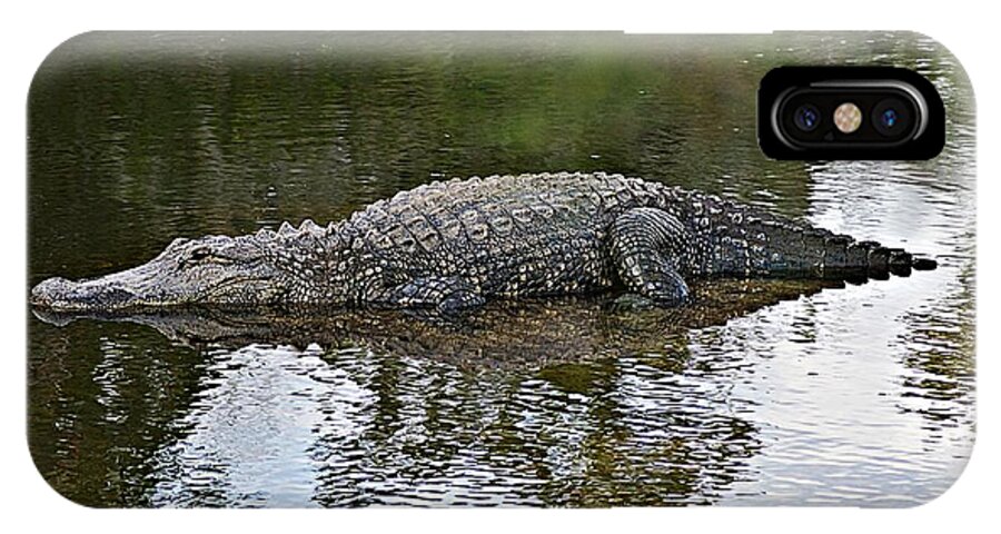 Gator iPhone X Case featuring the photograph Alligator 1 by Joe Faherty