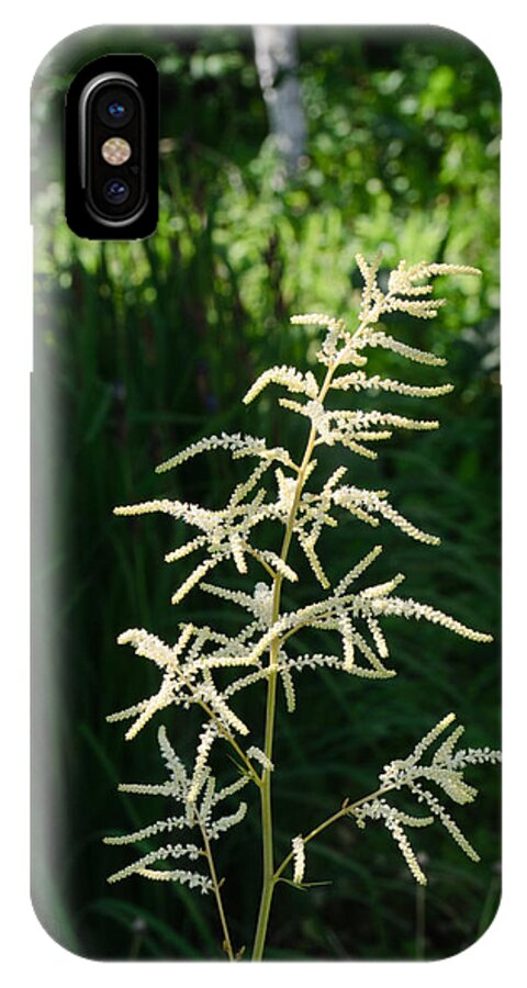 Close-up iPhone X Case featuring the photograph Aruncus by Michael Goyberg