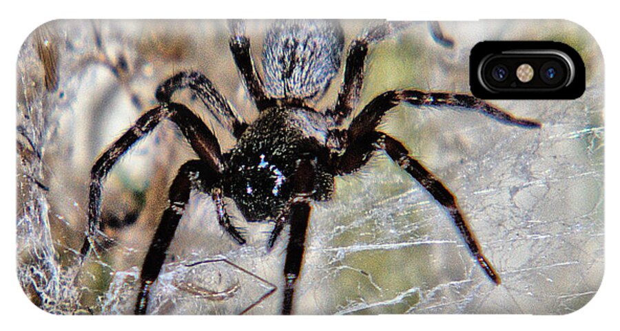 Spider iPhone X Case featuring the photograph Australian Spider Badumna Longinqua by Chriss Pagani