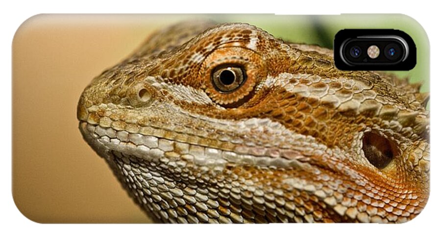 1 Animal Only iPhone X Case featuring the photograph Bearded Dragon Lizard Pogona by John Short