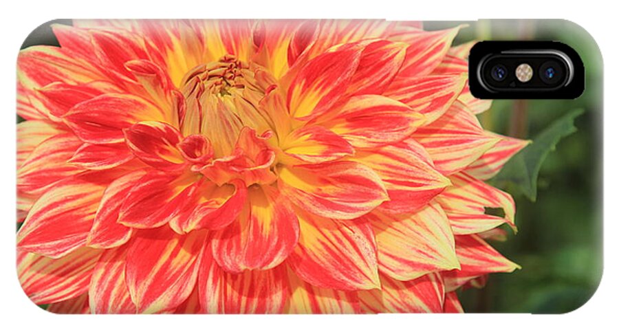 Flowers iPhone X Case featuring the photograph Beautiful Dahlia by Debra Martelli