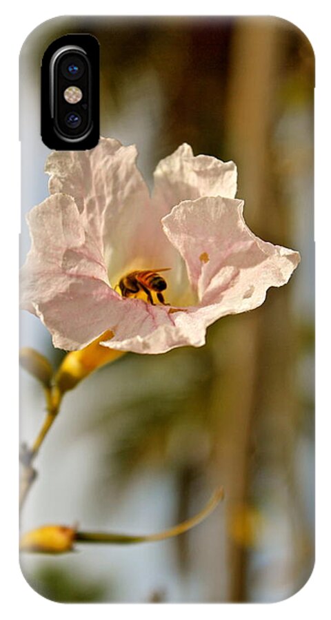 Bee iPhone X Case featuring the photograph Bee In Paradise by Felix Zapata
