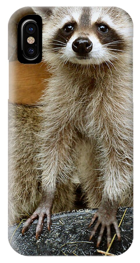 Raccoon iPhone X Case featuring the photograph Big and Tall by Art Dingo