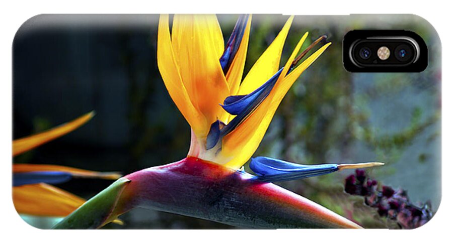 Fine Art Photography iPhone X Case featuring the photograph Bird of Paradise by Patricia Griffin Brett