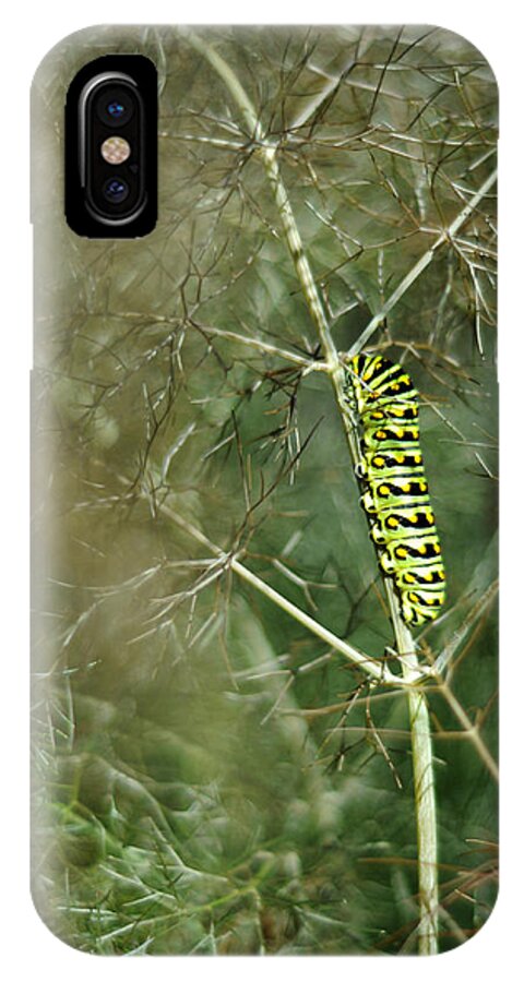 Caterpillar iPhone X Case featuring the photograph Black Swallowtail Butterfly Larva in Bronze Fennel by Rebecca Sherman