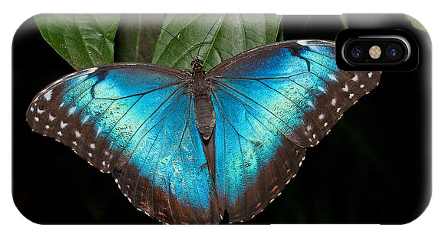 Butterfly iPhone X Case featuring the photograph Blue Morpho Butterfly by David Freuthal