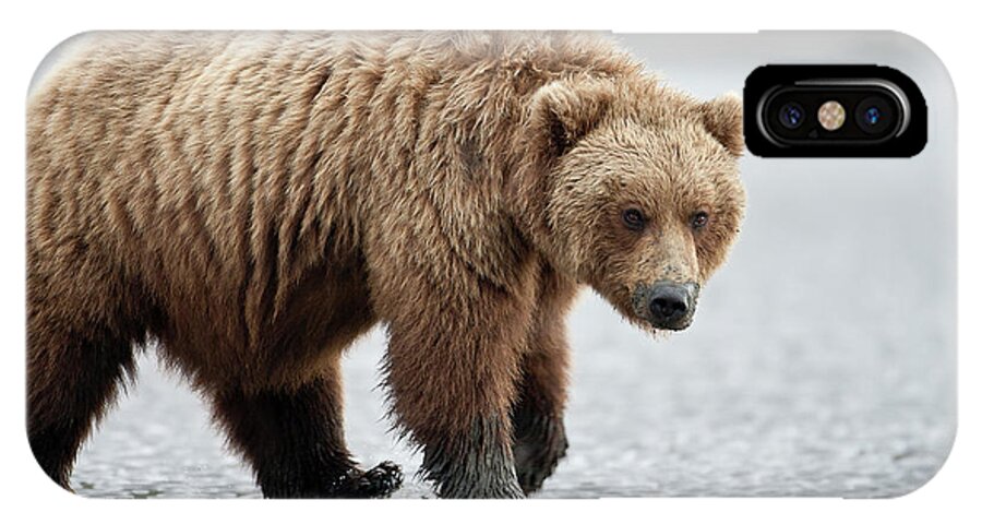 Alaska iPhone X Case featuring the photograph Brown Bear Stare by D Robert Franz