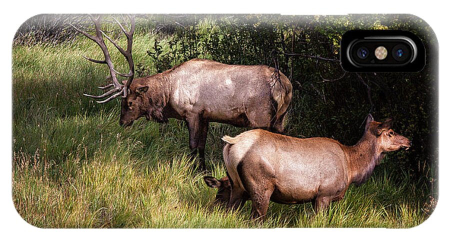 2012 iPhone X Case featuring the photograph Bull Elk 7X7 by Ronald Lutz