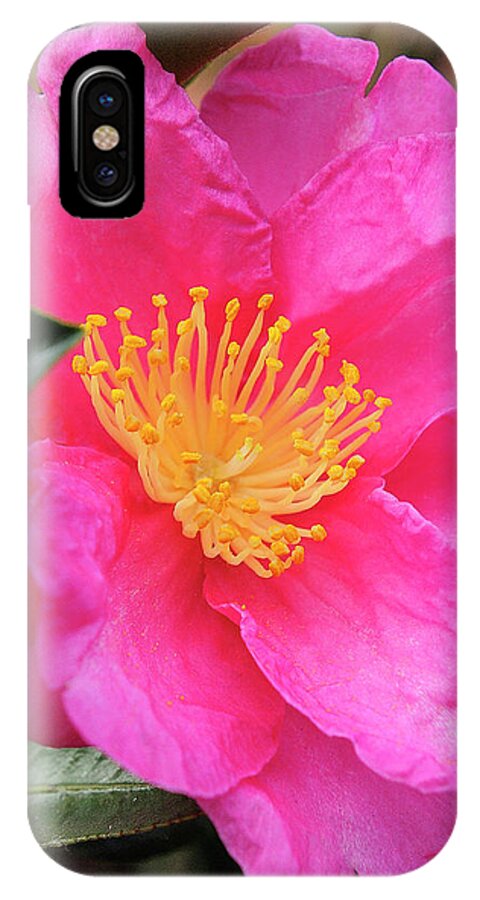 Flower iPhone X Case featuring the photograph Camillia by Bill Dodsworth