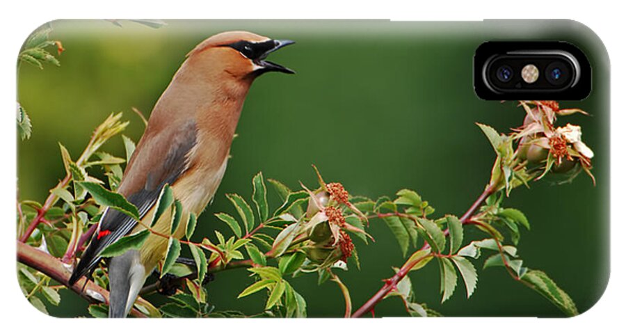 Bird iPhone X Case featuring the photograph Cedar Waxwing by Jim Boardman