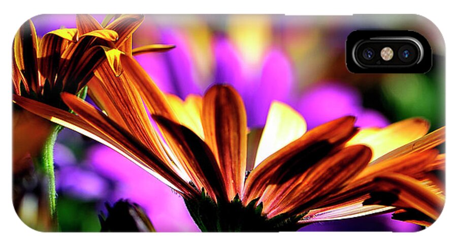 Flowers iPhone X Case featuring the photograph Color and light by Bill Dodsworth