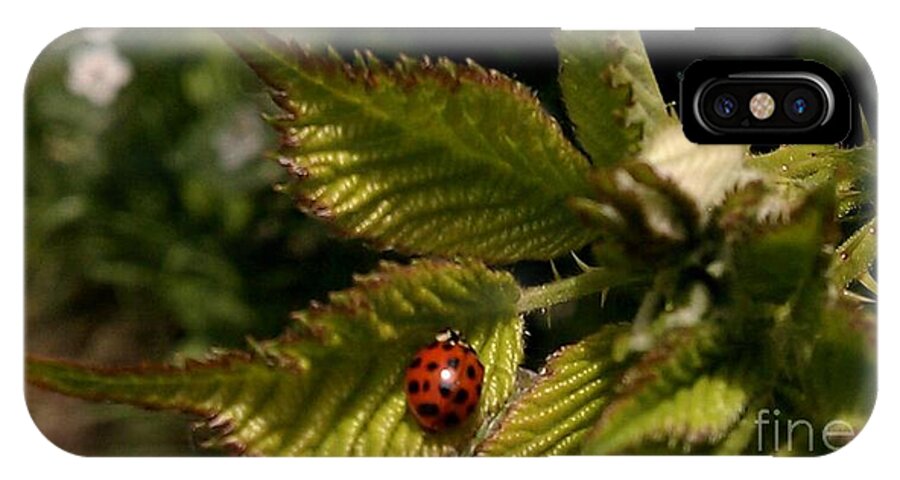Lady Bug iPhone X Case featuring the photograph Cute red ladybug by Garnett Jaeger