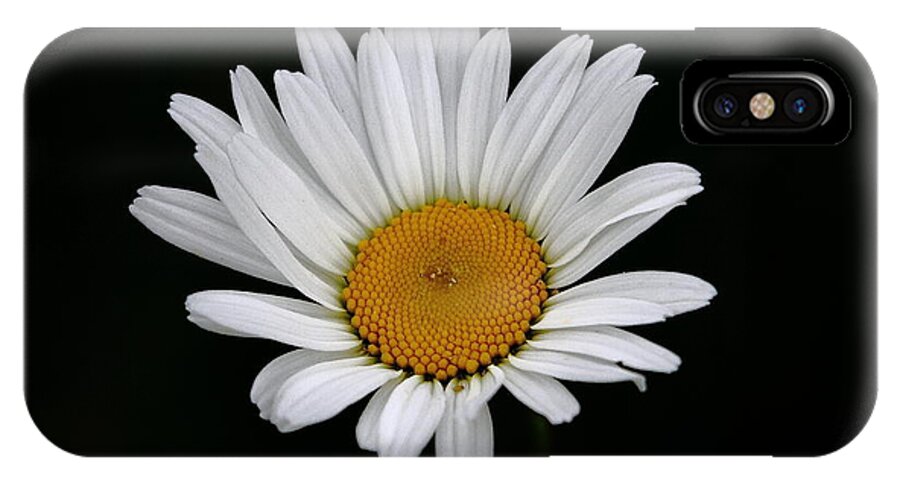 Daisy Flower Aster Daisy Aster Asteraceae Common Daisy Sunflower Star Petals Yellow White Digital Wallart Poster Canvas Prints Fine Art Gicle Fine Art Gicle Photographic Print Box Print Box Framed Print Mdf Mounted Print Canvas Print iPhone X Case featuring the photograph Daisy by Steve Adams