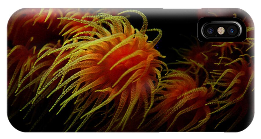 Jennifer Bright Art iPhone X Case featuring the photograph Deep Ocean Coral Polyp by Jennifer Bright Burr