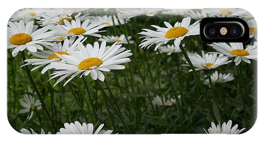 Minnesota iPhone X Case featuring the photograph Field Daisies by Susan Herber