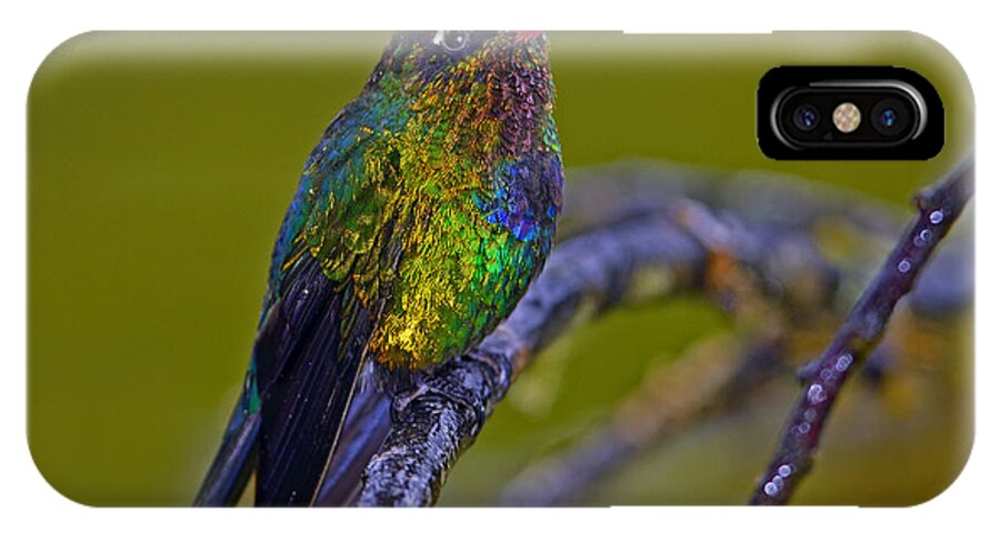 Fiery-throated Hummingbird iPhone X Case featuring the photograph Fiery-throated Hummingbird by Tony Beck