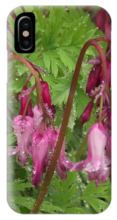 Antique Pink Bleeding Hearts iPhone X Case featuring the photograph Garden Rain Drops by Michelle Welles