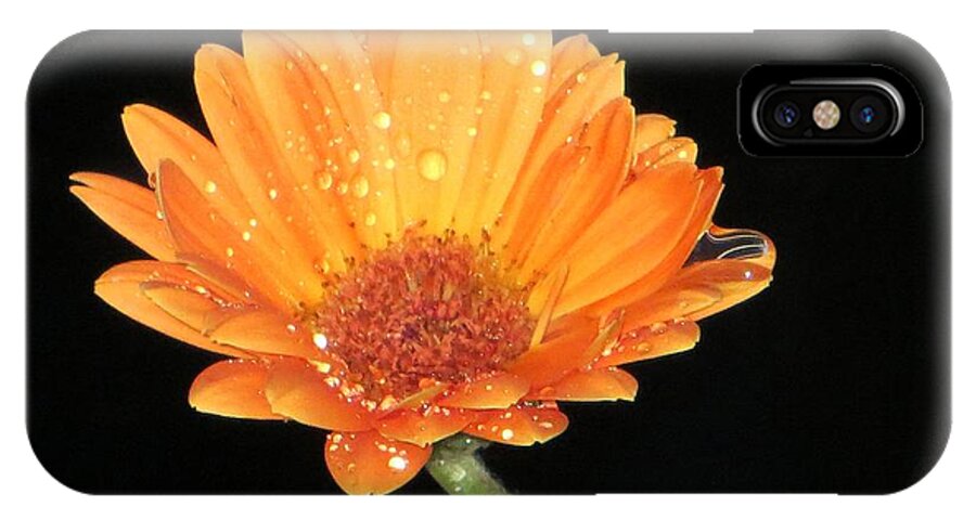Orange Gerbera iPhone X Case featuring the photograph Golden droplets by Sonali Gangane