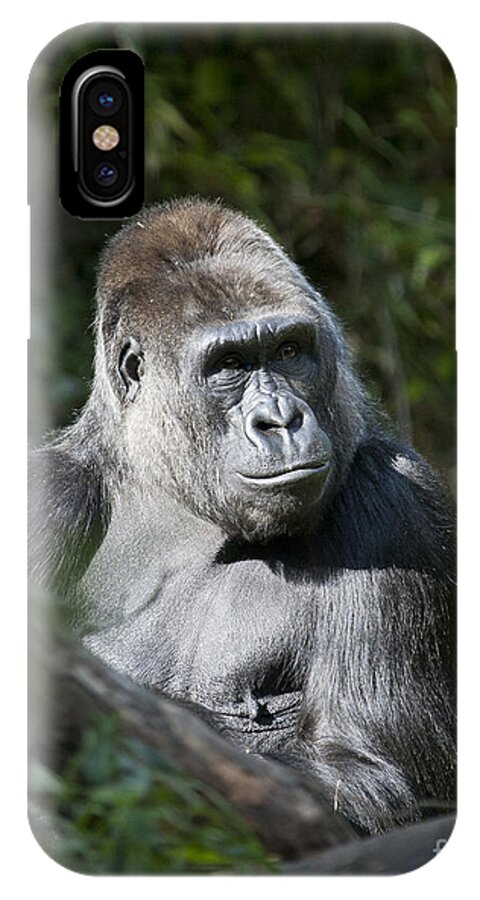 Gorilla iPhone X Case featuring the photograph Gorilla by Chris Dutton