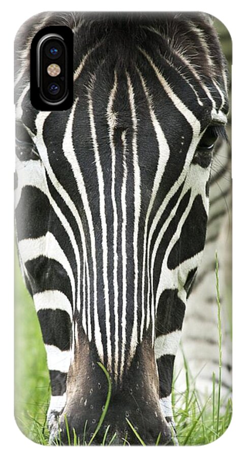 Equus Grevyi iPhone X Case featuring the photograph Grevy's Zebra by Adrian Bicker