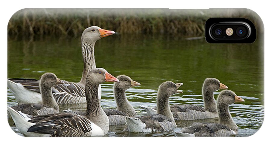 Fn iPhone X Case featuring the photograph Greylag Goose Anser Anser Couple by Willi Rolfes