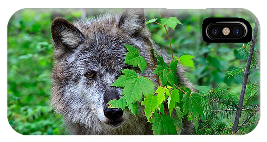 Wolf iPhone X Case featuring the photograph Hiding Behind the Leaves by Louise Heusinkveld