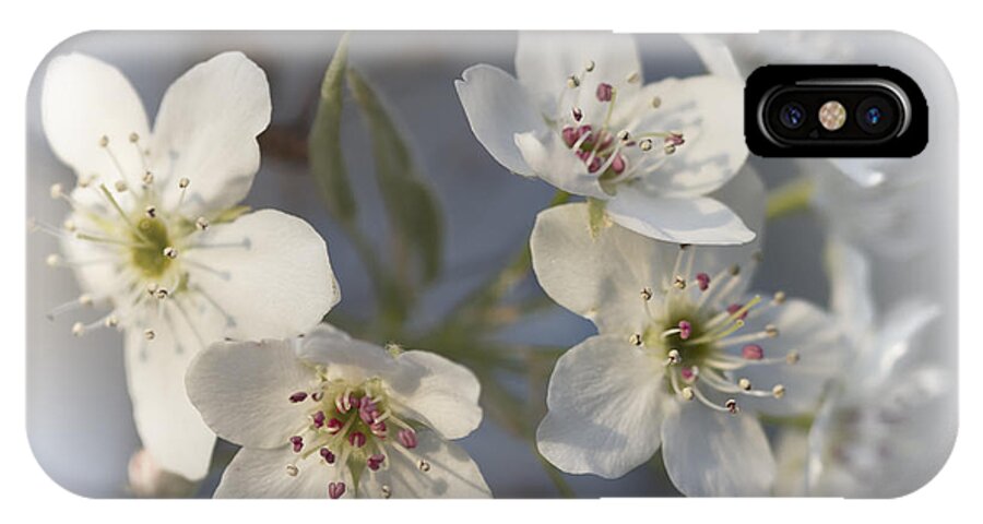 Pyrus Calleryana iPhone X Case featuring the photograph High Key Bradford Pear Blossoms by Kathy Clark